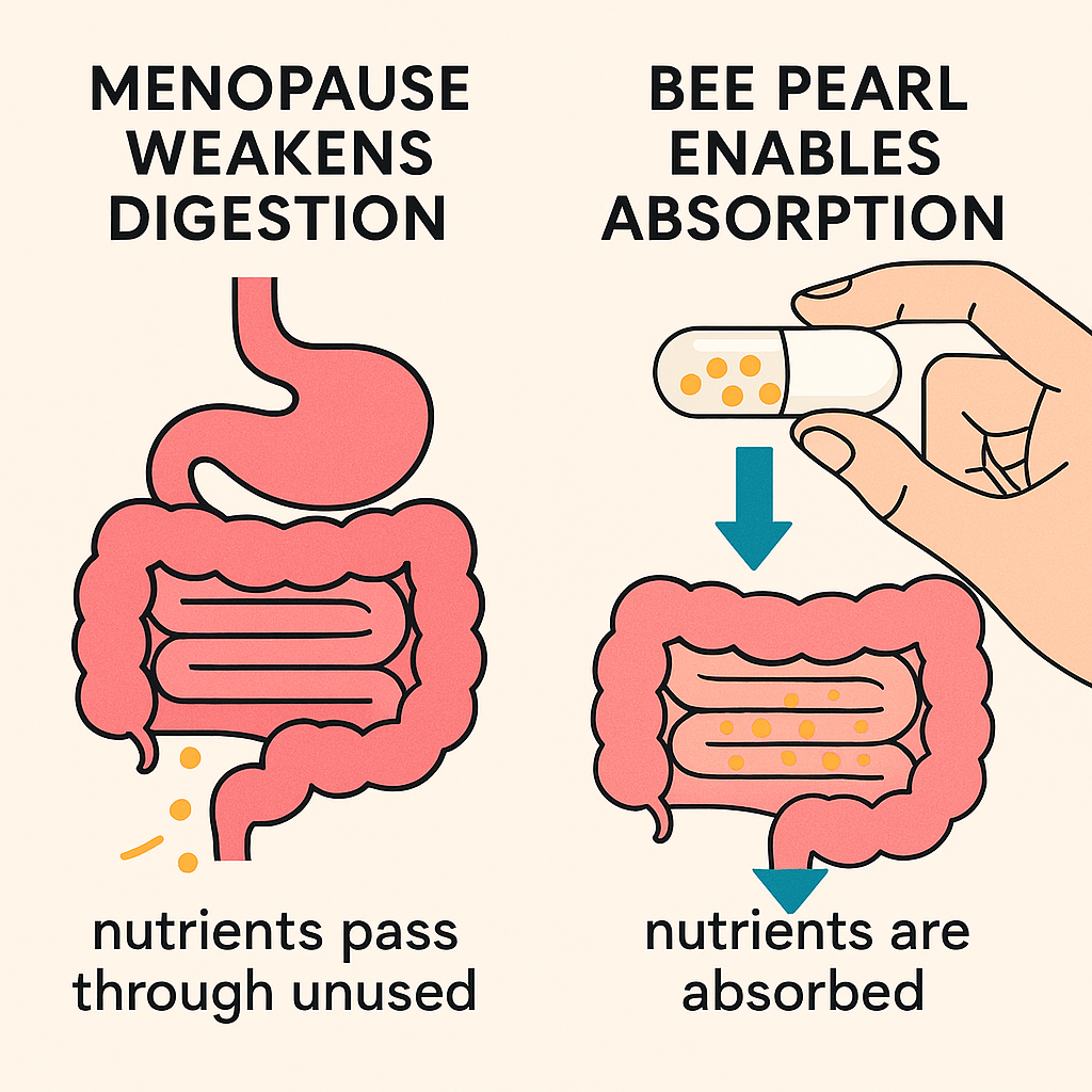 Your body is not broken — its blocked. Here’s the fermented bee-based solution women across Europe have used for centuries to feel alive again.